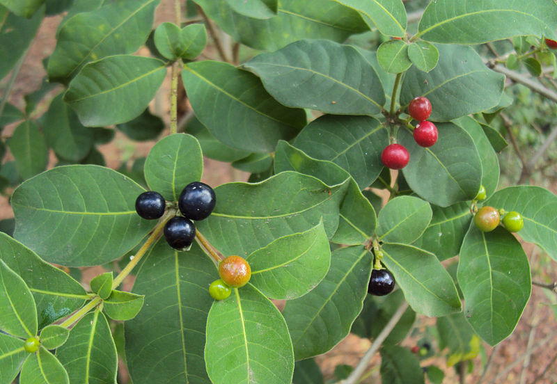 Ba gạc bốn lá
