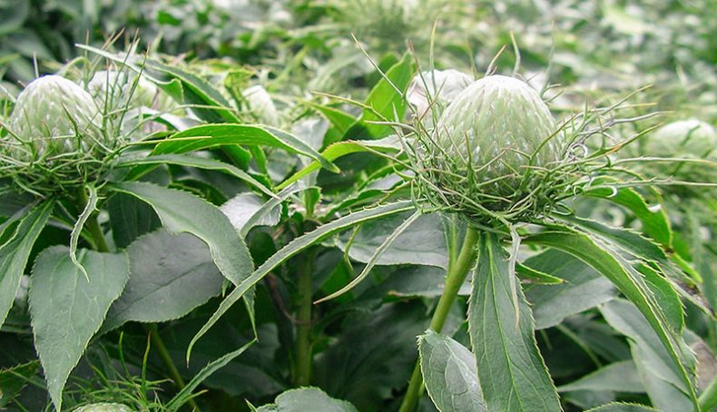 Bản tin dược liệu số 05/2019: Cây Bạch Truật